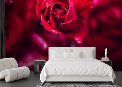 Beautiful red roses blooming in the garden during summer time Wall mural