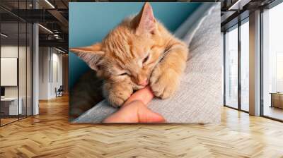 Close up of cute little red kitten, while its bitting owners finger, blue background Wall mural