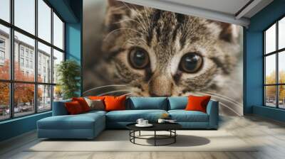 Cat fitness benefits shown with an active cat playing with a toy, promoting a healthy lifestyle for pets Wall mural