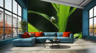 tree frog on leaf Wall mural