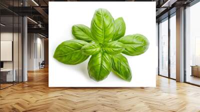 fresh organic basil leaves Wall mural