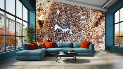 honeycombs with wild bees honey Wall mural