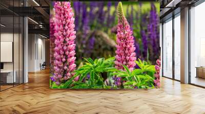 Awe Lupins garden with pink and purple flowers nextto  Appeltern gardens in fantastic May day Wall mural