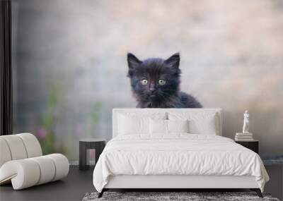 black kitten Wall mural