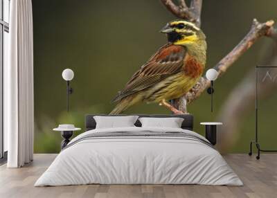 Cirlgors, Cirl Bunting, Emberiza cirlus Wall mural