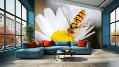 a hoverfly eating from a daisy flower Wall mural