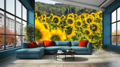 field of sunflowers Wall mural