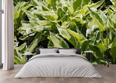 Hosta undulata | plantain lily flower, luxurious foliage plant with round cupped and puckered, wavy, pale-green leaves white margin Wall mural