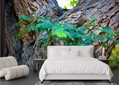 Plant Growing on Tree Trunk  Wall mural