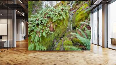 Scenic Far County Falls with boulders ferns red leaves lime green moss covered branches in a lush green forest in Washington State Wall mural