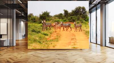 Zebras crossing the street in Tsavo West National Park, Kenya, Africa Wall mural