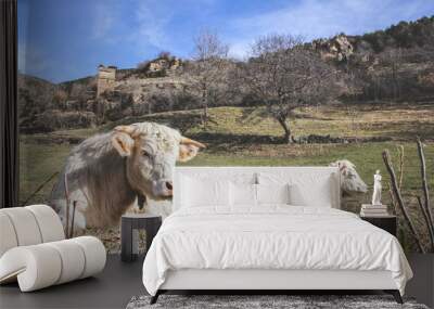 Two white cows resting in the middle of a meadow with a beautiful sunny day Wall mural