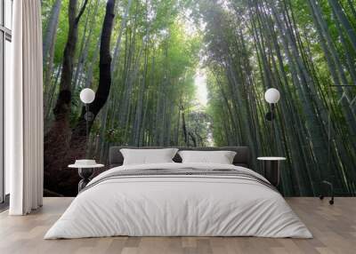 Bamboo forest  Wall mural