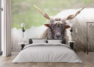 a hungarian racka sheep looking into the camera Wall mural