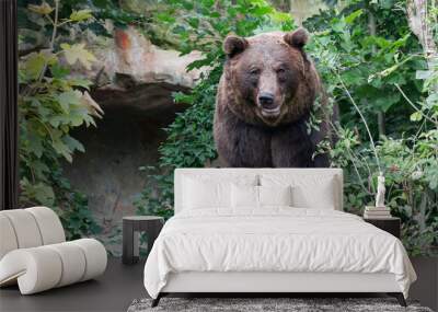 Brown bear standing on a tree stump Wall mural