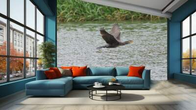 cormorant in flight over a pond Wall mural