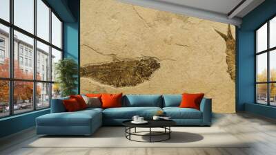 fossil of 2 fish - knightia eocaena. fossil lake, wyoming, usa Wall mural