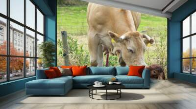 Just Born Cow Wall mural