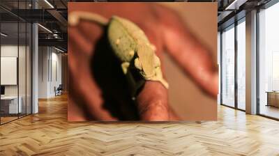 small green chameleon on a human finger Wall mural