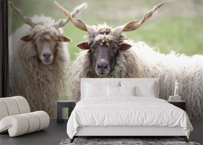 two hungarian racka sheep looking into the camera Wall mural