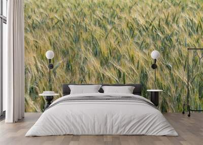 Golden ears of wheat on a farm field Wall mural