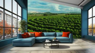 Aerial image of coffee plantation in Brazil, at sunset time Wall mural