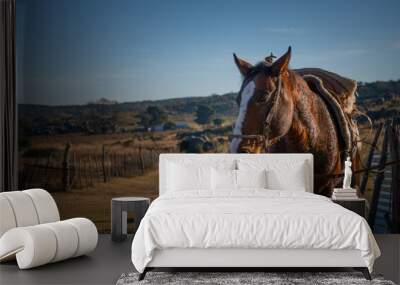 horse in the field Wall mural