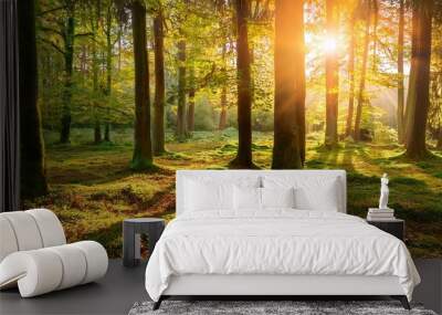 nature green wood sunlight backgrounds autumn forest trees Wall mural