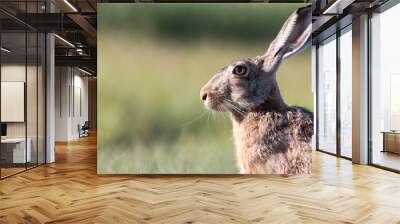 European hare eating grass Wall mural