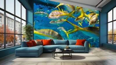 Colorful Yellowtail Snappers fish by the reef. Selective focus Wall mural