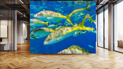 Group of colorful Yellowtail Snappers fish school in blue water. Selective focus Wall mural