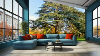 Cedrus libani tree known as cedar of Lebanon or Lebanon cedar in Osterley, Isleworth, London, UK Wall mural