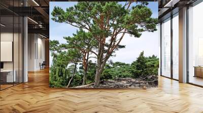 trees on dune. Wall mural