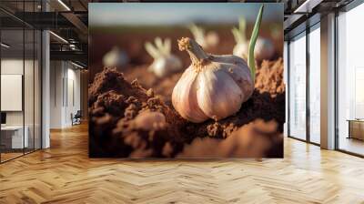 Fresh garlic bulbs in the farm fields. Organic food produce. Generative Ai Wall mural