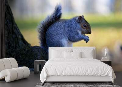 Little curious grey squirrel Wall mural