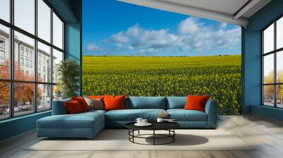 Rape field with blye sky and horizon line Wall mural