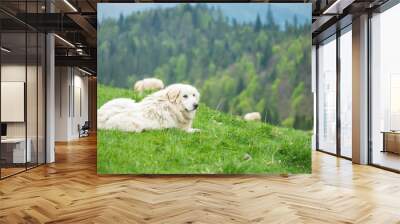 Sheep dog guard herd in Polish mountains Wall mural