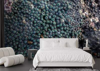 detailed close up on a coral reef Wall mural