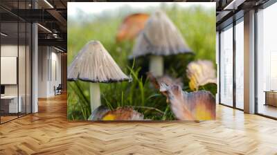 mushrooms in the grass Wall mural