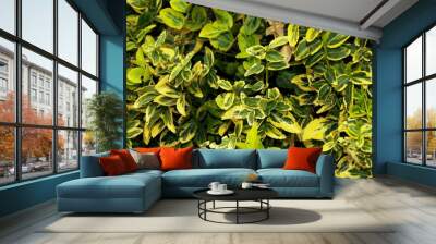 Green leaves of the bush as a background. 2 Wall mural