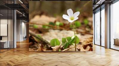 White spring flower in the sunshine. Wall mural