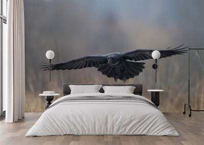 beautiful black raven Corvus corax flying bird North Poland Europe	
 Wall mural