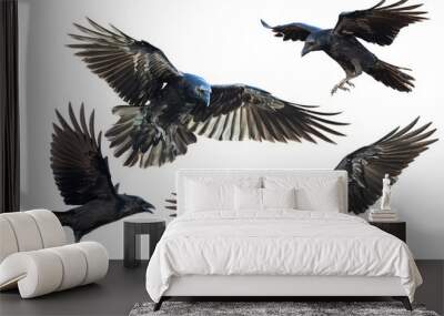 Birds flying ravens isolated on white background Corvus corax. Halloween - mix four flying birds Wall mural