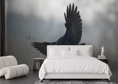 flying Bird beautiful raven Corvus corax North Poland Europe Wall mural