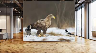 flying Majestic predator adult White-tailed eagle, Haliaeetus albicilla in Poland wild nature Wall mural