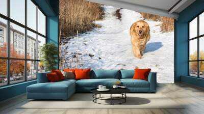 Old golden retriever dog in winter Wall mural