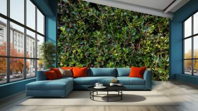 Green natural background of small leaves Wall mural