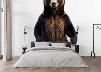 Bear isolated on transparent PNG background. Wall mural