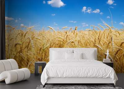 beautiful yellow wheat field with blue sky in high resolution and sharpness. field concept Wall mural