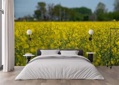 Field of yellow flowers in spring Wall mural